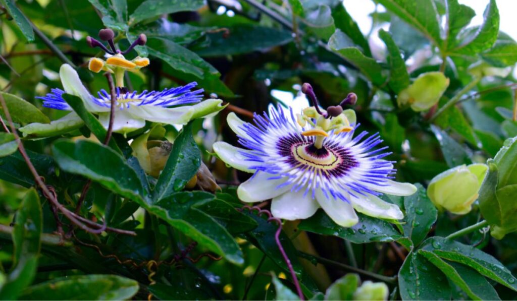 Passiflora Caerulea 