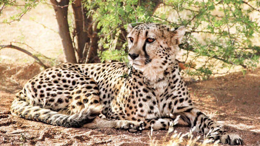 rajkotupdates.news:cheetah-magnificent-but-fragile-experts-list-concerns-for-cheetahs